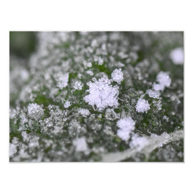 Snowflakes  fotodruck (Vorne)