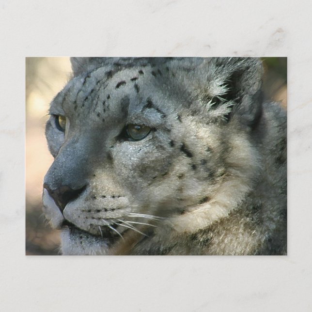 Snowleopard Postkarte (Vorderseite)