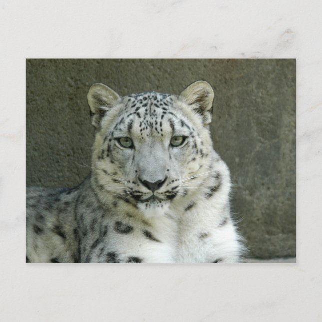 SnowLeopardM002 Postkarte (Vorderseite)
