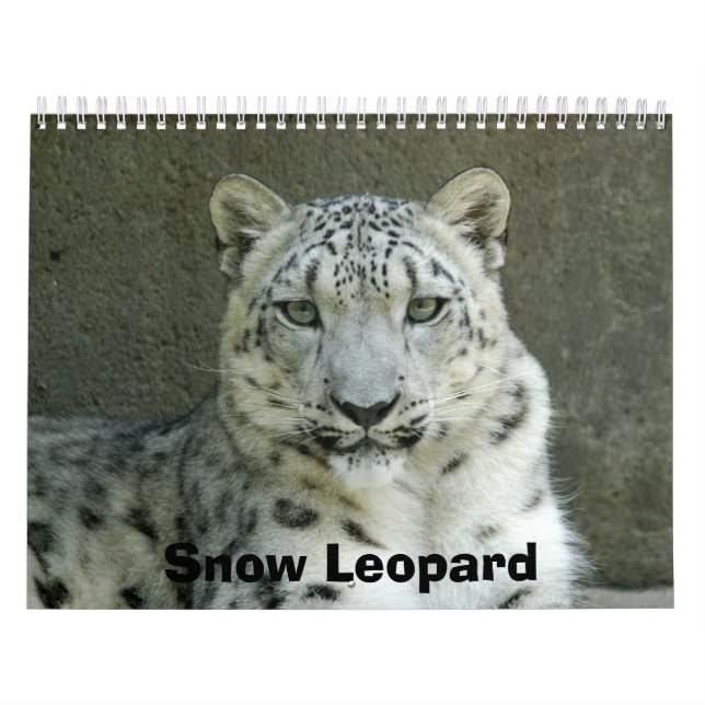 SnowLeopardM002, Schnee-Leopard Kalender (Titelbild)