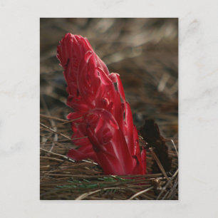Snowplant Postkarte