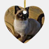 Snowshoe-Kätzchen-Geschenke