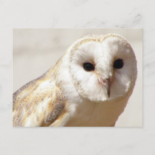 Snowy Barn Owl Postkarte