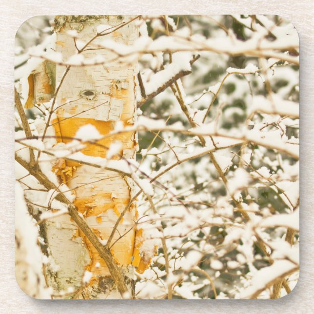 Snowy Birch Untersetzer (Vorderseite)