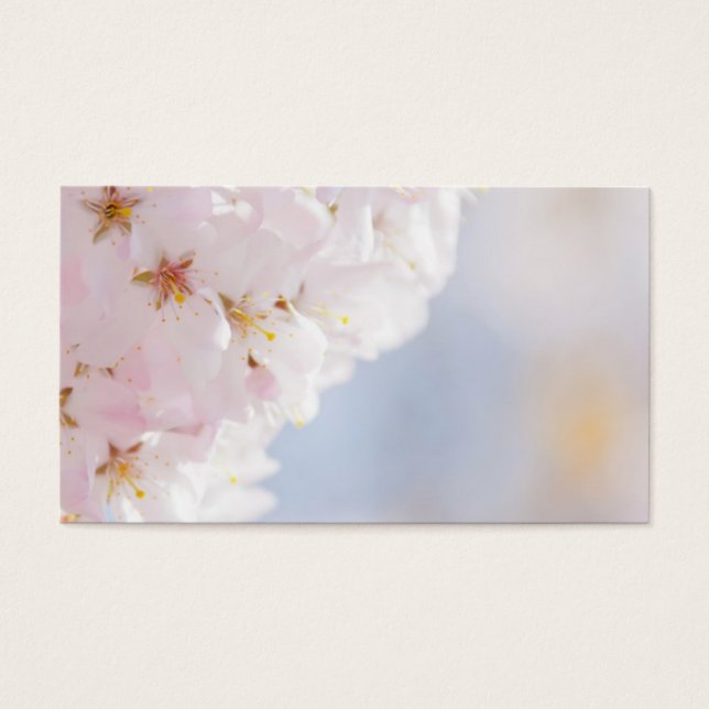 Snowy Cherry Blüten (Vorderseite)