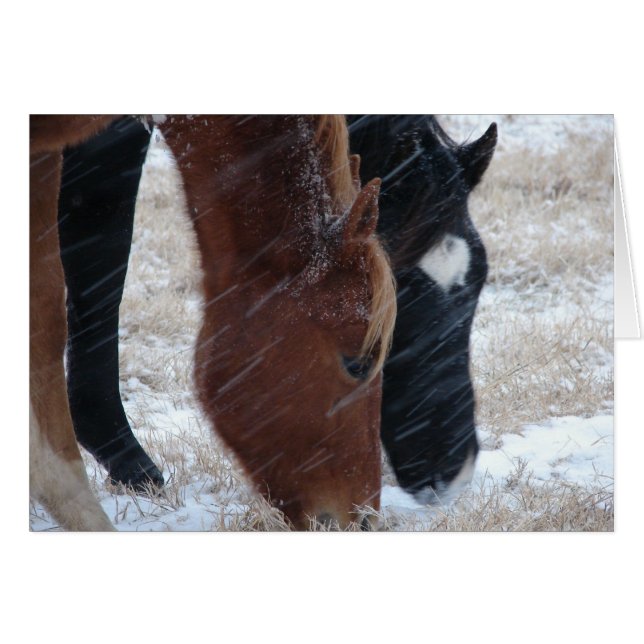 Snowy Eats (Vorderseite (Horizontal))