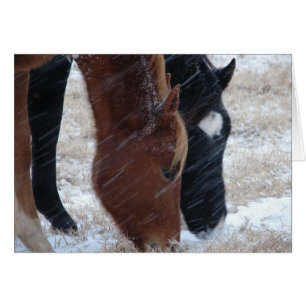 Snowy Eats, Geburtstag