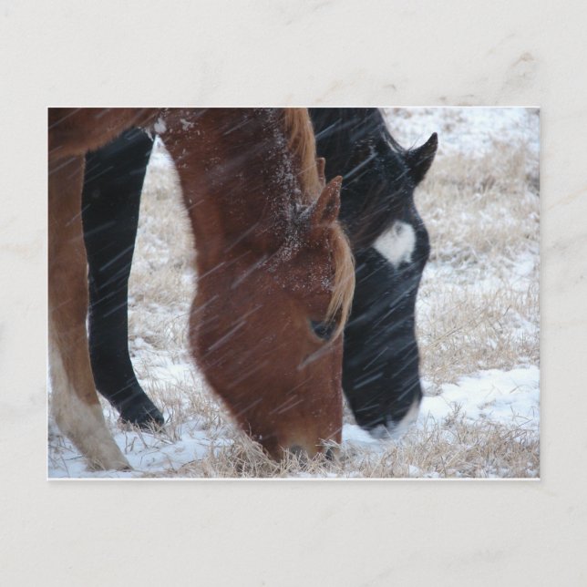 Snowy Eats Postkarte (Vorderseite)