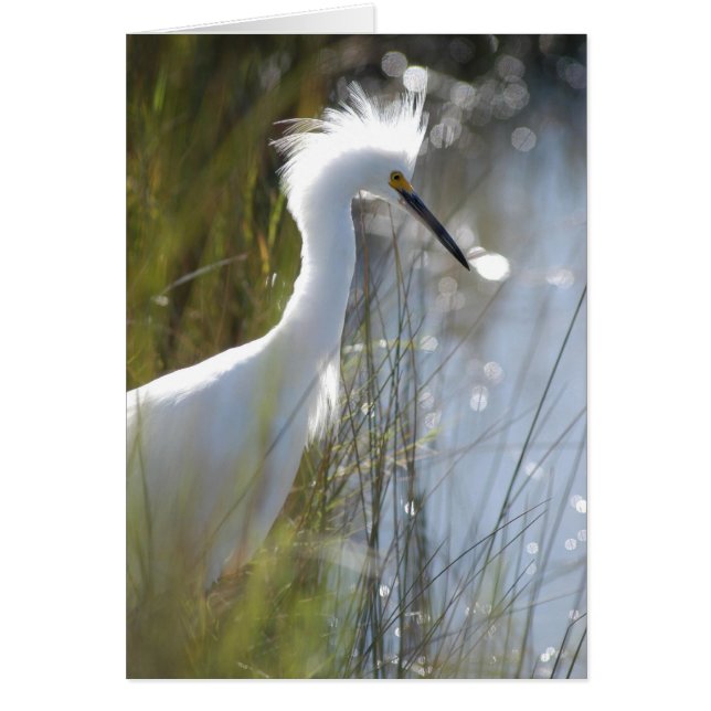 Snowy Egret (Vorne)