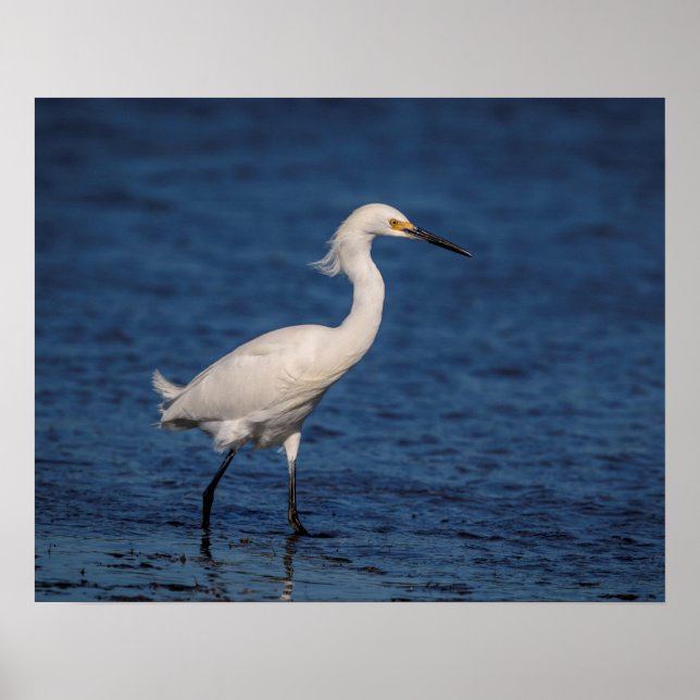 Snowy Egret am Nordstrand Poster (Vorne)