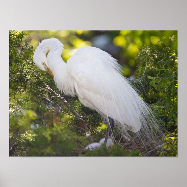 Snowy Egret Bird Foto Poster (Vorne)