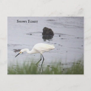 Snowy Egret Bird Postcard Feiertagspostkarte