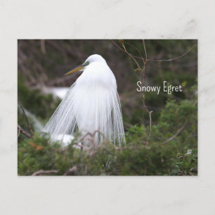 Snowy Egret Foto Postcard Postkarte