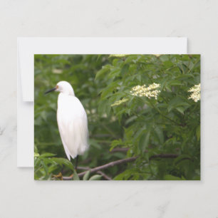 Snowy Egret Foto Postcard Postkarte
