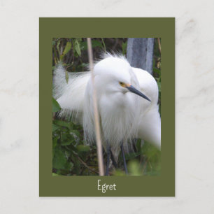 Snowy Egret Foto Postcard Postkarte