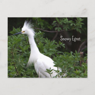 Snowy Egret Foto Postcard Postkarte