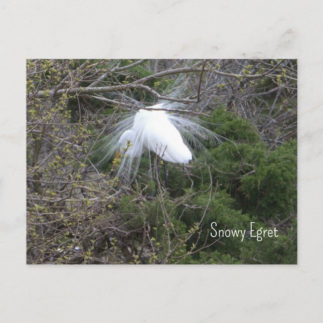 Snowy Egret Foto Postcard Postkarte (Vorderseite)