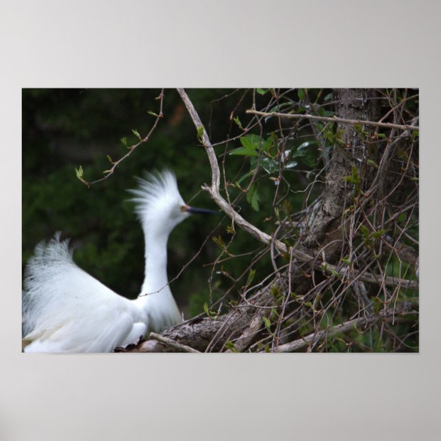 Snowy Egret Foto Poster (Vorne)