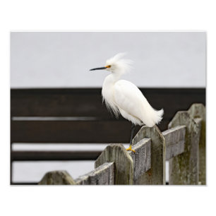 Snowy Egret Fotodruck