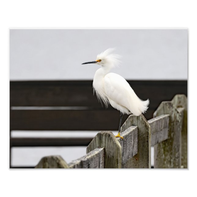 Snowy Egret Fotodruck (Vorne)