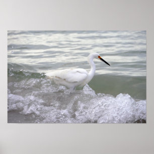 Snowy Egret im Surf Poster