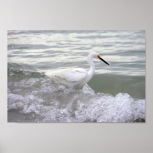 Snowy Egret im Surf Poster