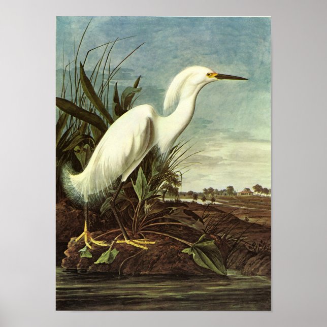 Snowy Egret, John James Audubon Poster (Vorne)