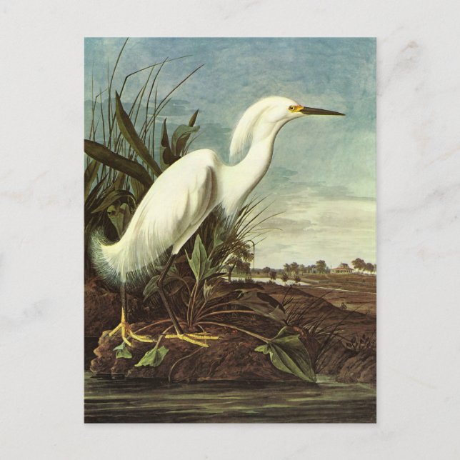 Snowy Egret, John James Audubon Postkarte (Vorderseite)