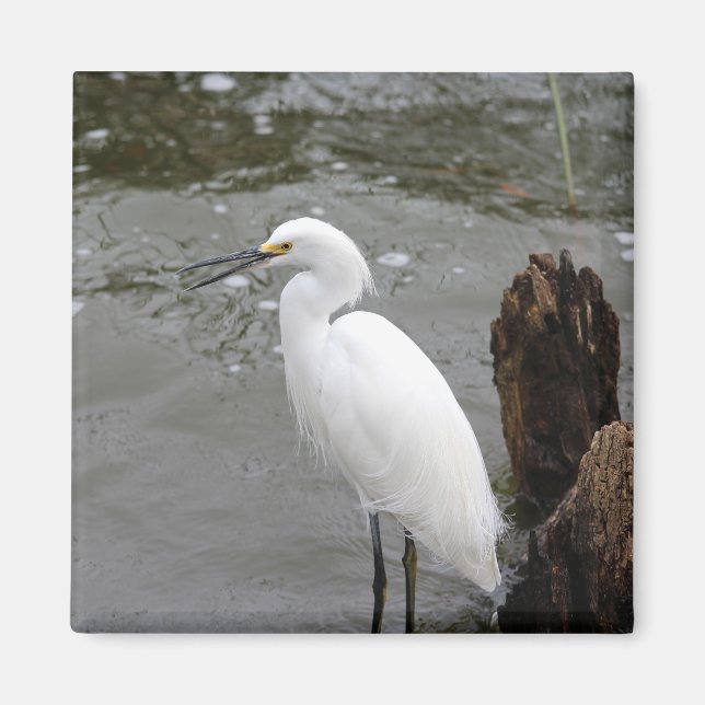 Snowy Egret Magnet (Vorne)