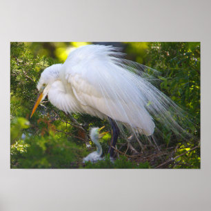 Snowy Egret mit Baby Poster