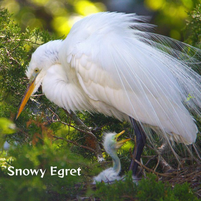 Snowy Egret mit Baby Puzzle (Von Creator hochgeladen)