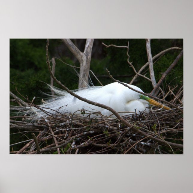 Snowy Egret Nesting Poster (Vorne)