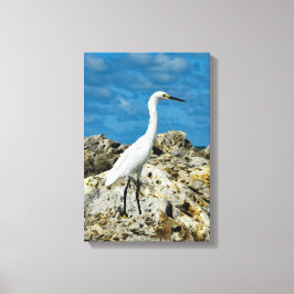 Snowy Egret on Rocks Leinwanddruck