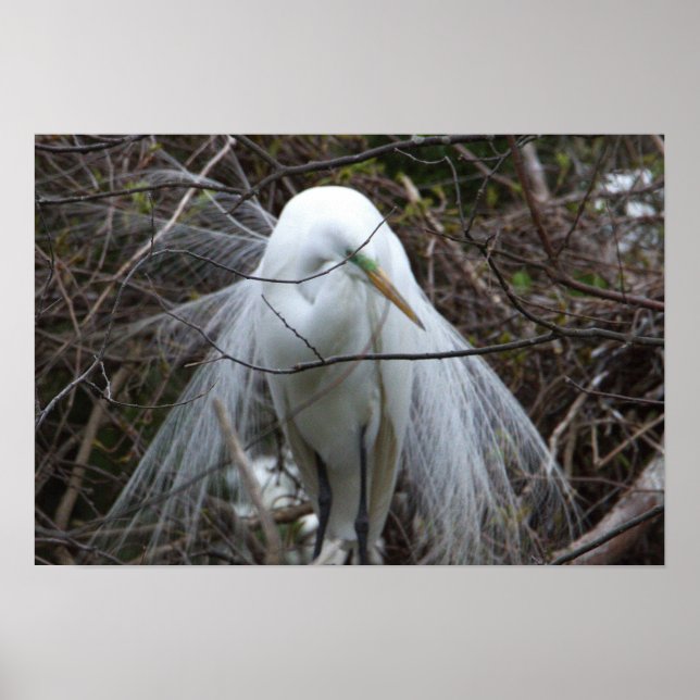 Snowy Egret Poster (Vorne)