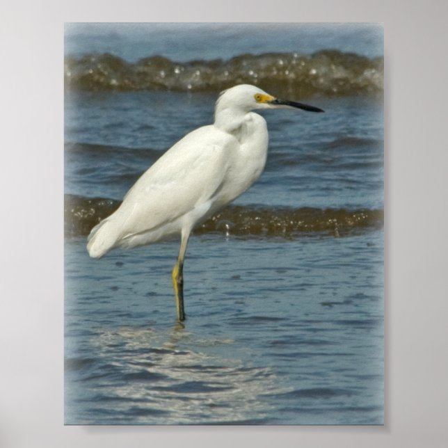 Snowy Egret Poster (Vorne)