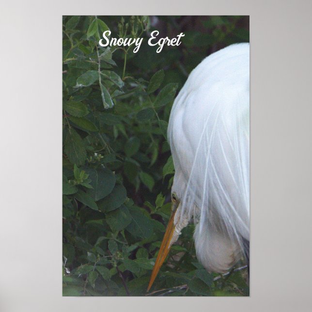 Snowy Egret Poster (Vorne)