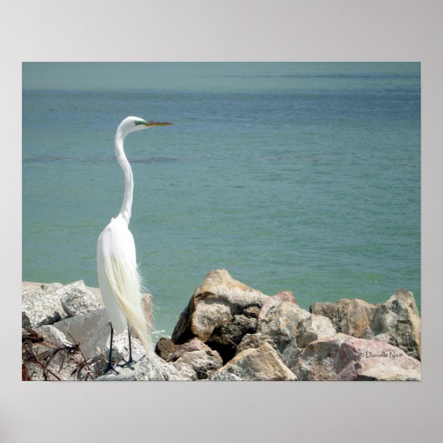 Snowy Egret Poster (Vorne)