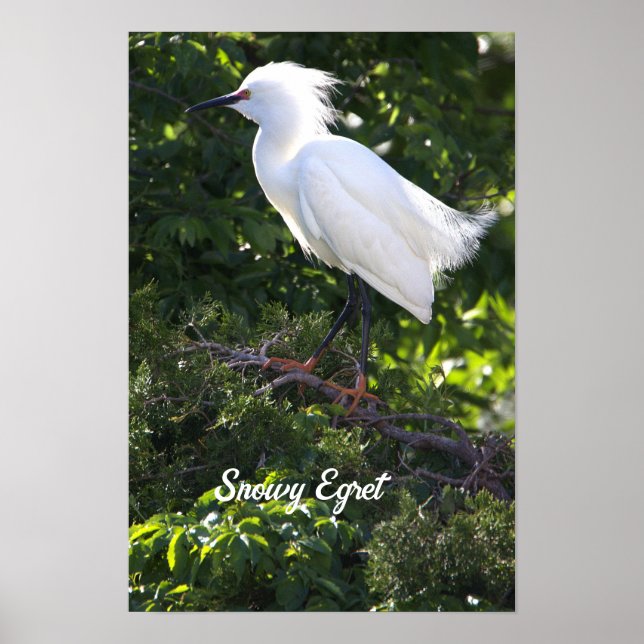Snowy Egret Poster (Vorne)