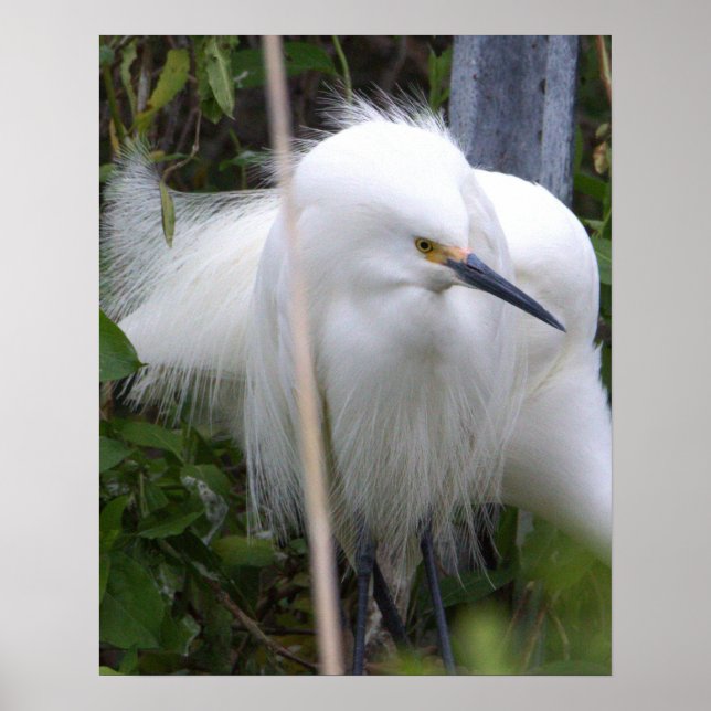 Snowy Egret Poster (Vorne)