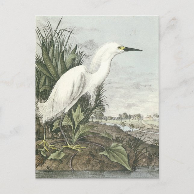 Snowy Egret Postkarte (Vorderseite)