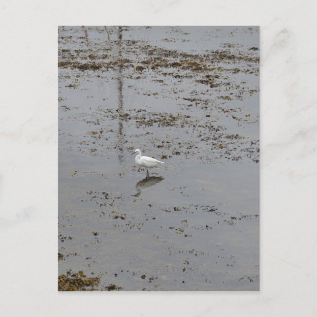 Snowy Egret Postkarte (Vorderseite)