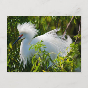 Snowy Egret Postkarte