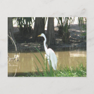 Snowy Egret Postkarte