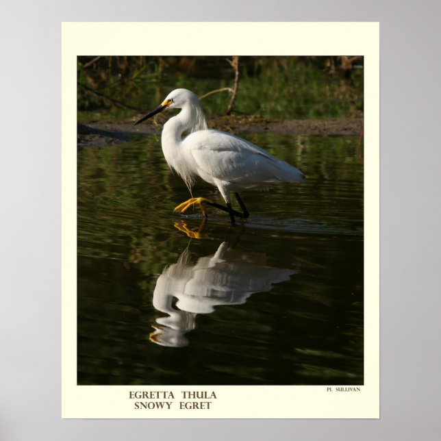 Snowy Egret Print Poster (Vorne)