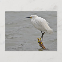 Snowy Egret rasierte gegen einen kalten Wind Postkarte