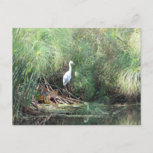 Snowy Egret und Fake Gator Card Postkarte