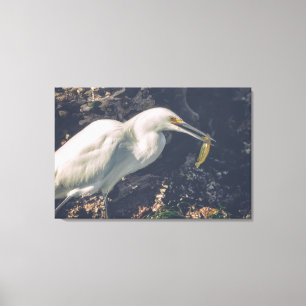 Snowy Egret und seine Fänge Leinwanddruck