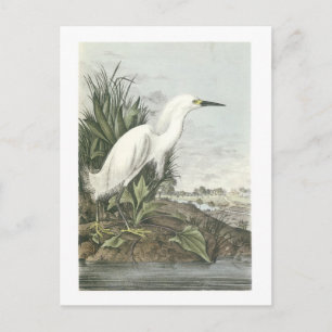 Snowy Egret von Audubon Postkarte