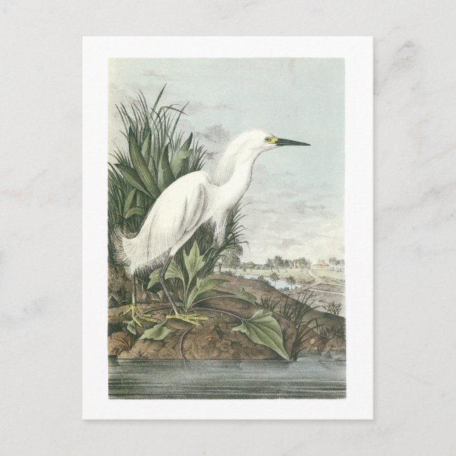 Snowy Egret von Audubon Postkarte (Vorderseite)