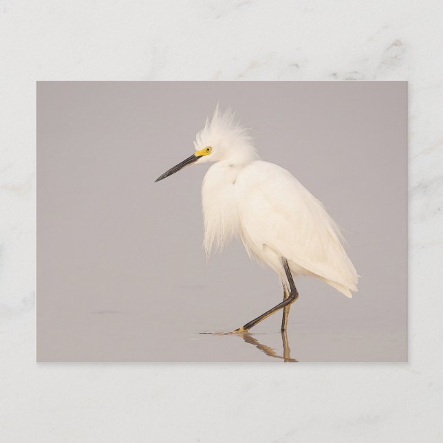 Snowy Egret Walking Postcard Postkarte (Vorderseite)